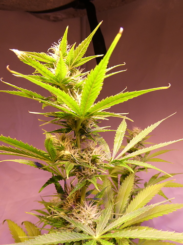 Growreport Bild 6