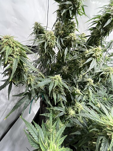 Growreport Bild 4