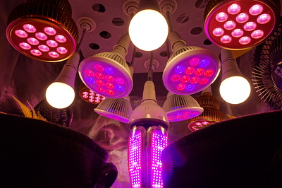 Einige Pflanzenblätter sind in einem dunklen Zelt unter verschiedenen LED-Lampen zu sehen, die ein violettes und weißes Licht abgeben.