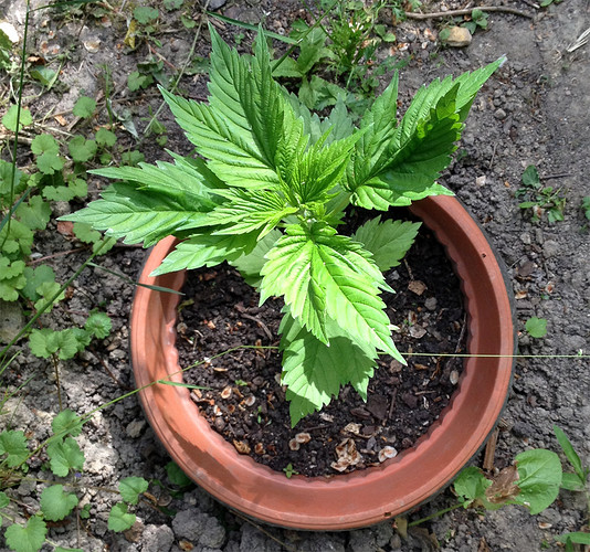 Growreport Bild 20