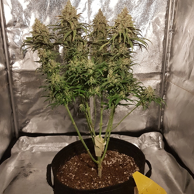 Growreport Bild 8