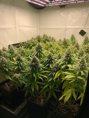 Growreport Bild 3