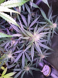 Growreport Bild 29