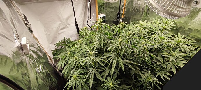 Growreport Bild 2