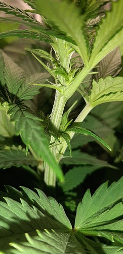 Growreport Bild 3