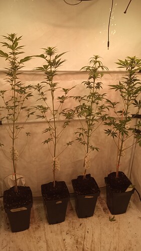 Growreport Bild 73