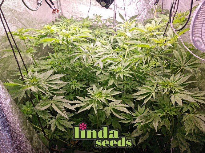 Growreport Bild 2