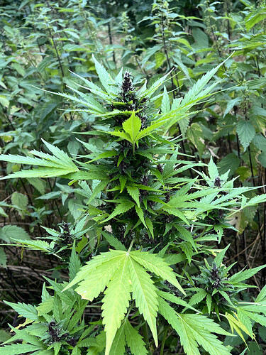 Growreport Bild 18