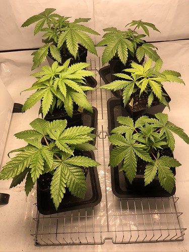 Growreport Bild 1