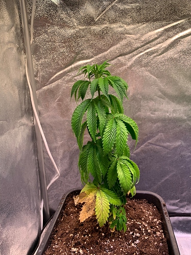 Growreport Bild 8