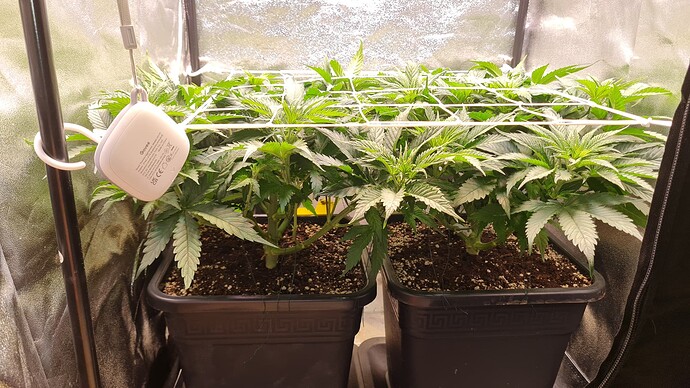 Growreport Bild 3