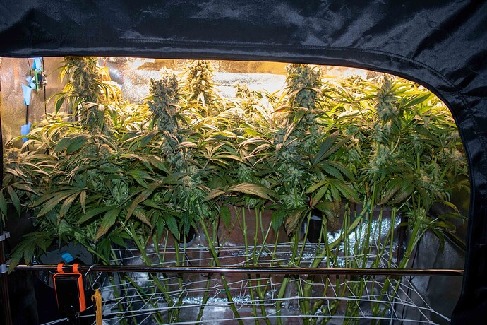 Growreport Bild 11