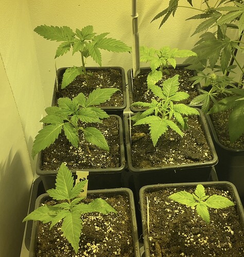 Growreport Bild 9