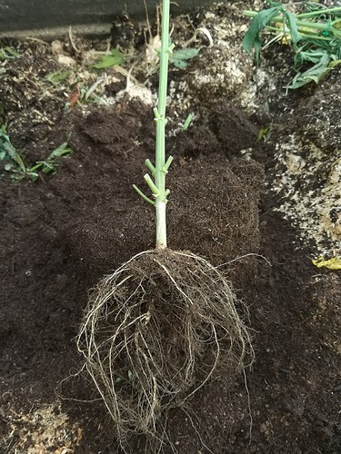 Growreport Bild 20