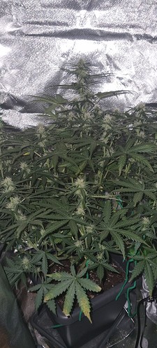 Growreport Bild 18