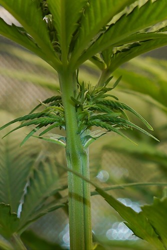 Growreport Bild 8