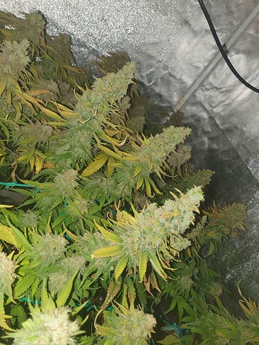 Growreport Bild 30