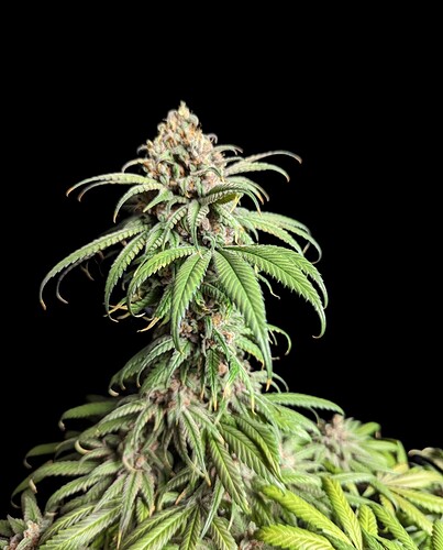 Growreport Bild 32