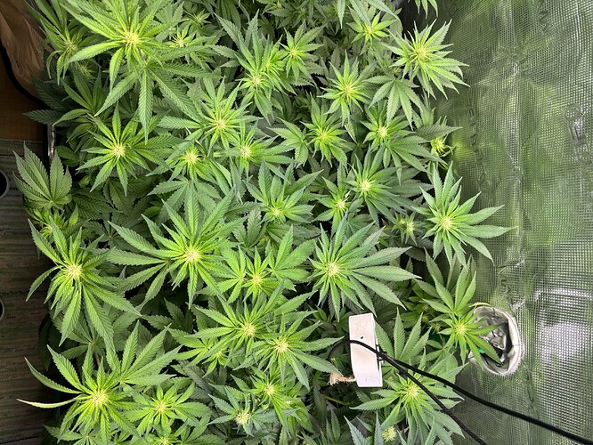 Growreport Bild 2