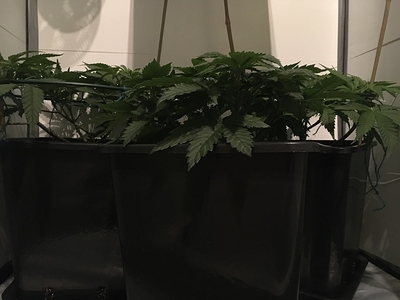 Growreport Bild 12