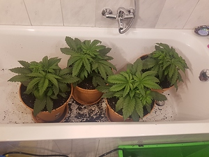 Growreport Bild 20
