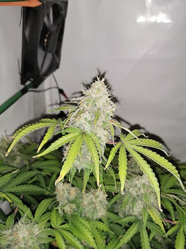 Growreport Bild 3