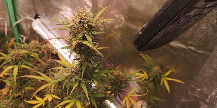 Growreport Bild 3