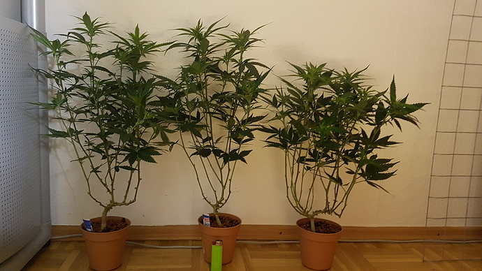 20201119_204315 - Kopie