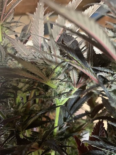 Growreport Bild 6