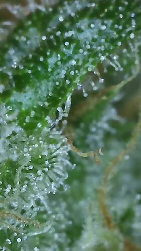 Growreport Bild 9