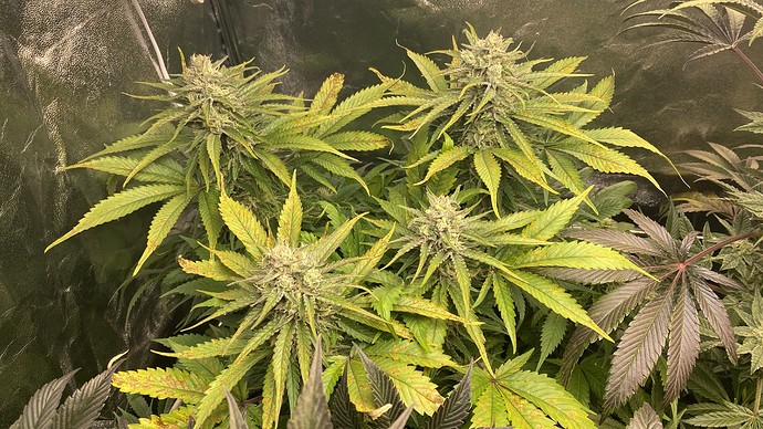 Growreport Bild 10