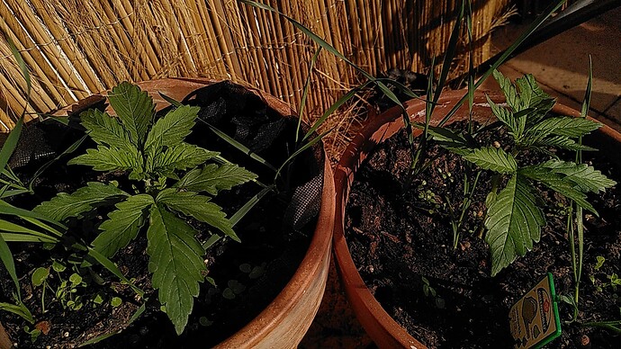 Growreport Bild 2