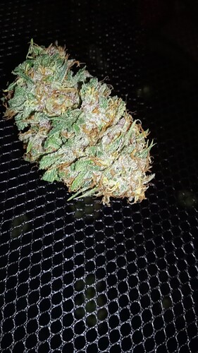 Growreport Bild 2