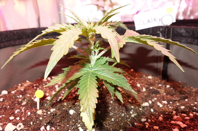 Eine junge Cannabispflanze in einem Topf mit Erde. Die Pflanze hat mehrere Blätter und ist noch klein.