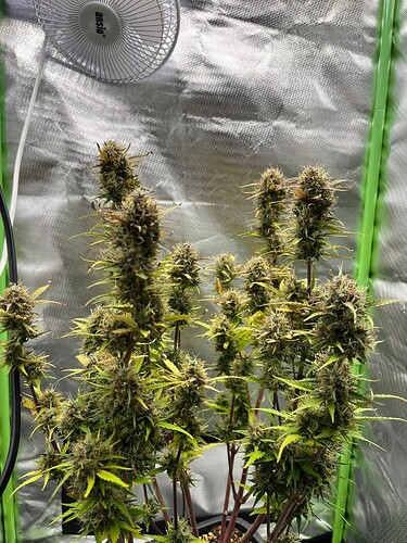 Growreport Bild 1