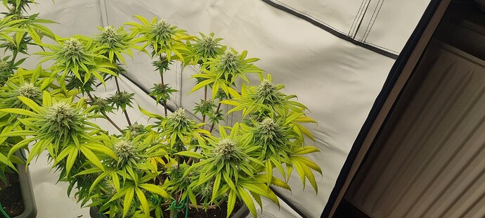 Growreport Bild 4
