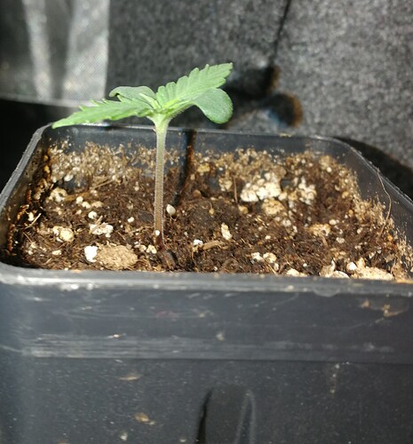 ixchel day 5 b