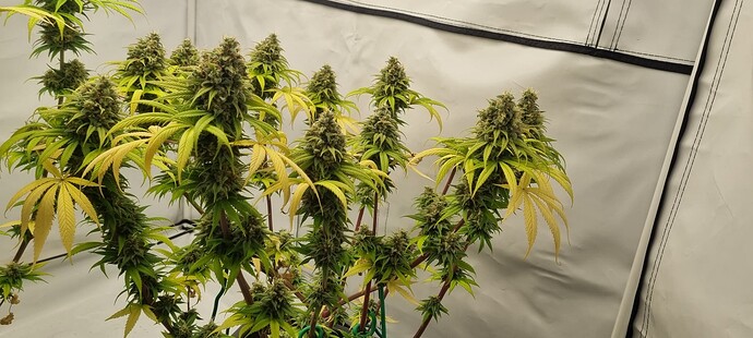 Growreport Bild 2