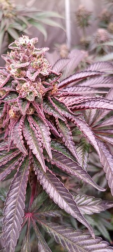 Growreport Bild 4
