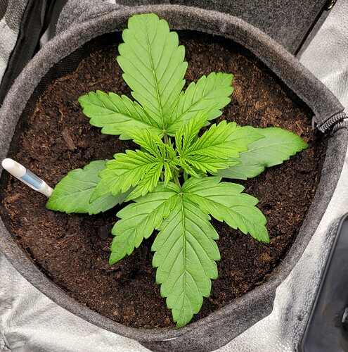 Growreport Bild 148