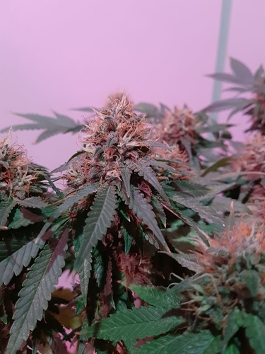 Growreport Bild 7
