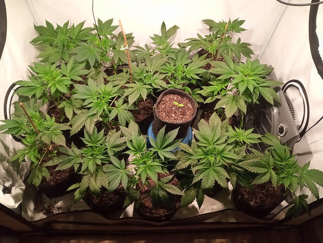 Growreport Bild 26
