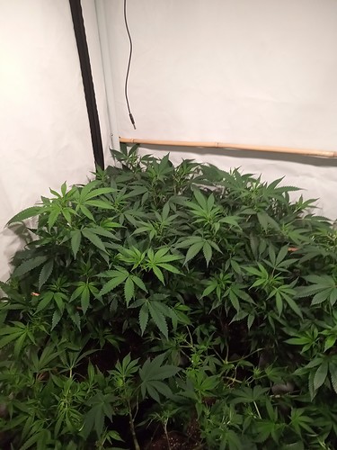 Growreport Bild 8