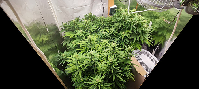 Growreport Bild 3