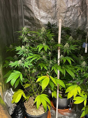 Growreport Bild 5