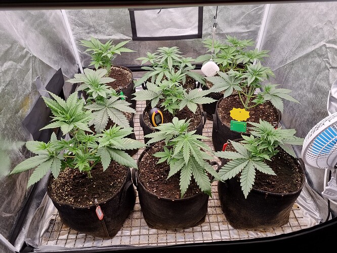 Growreport Bild 49