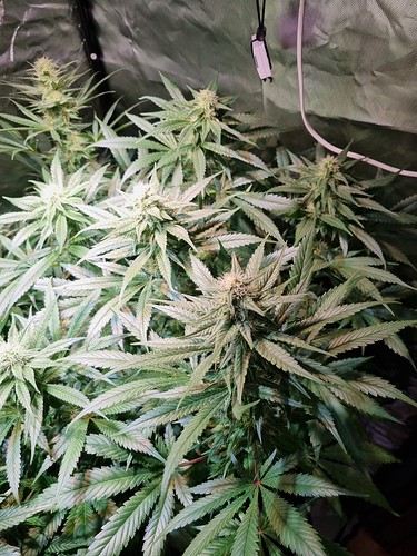 Growreport Bild 51