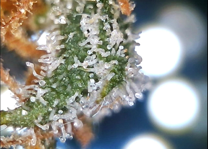Growreport Bild 2