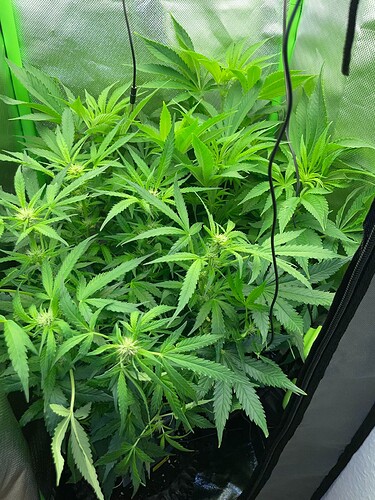Growreport Bild 9