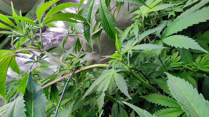 Growreport Bild 15